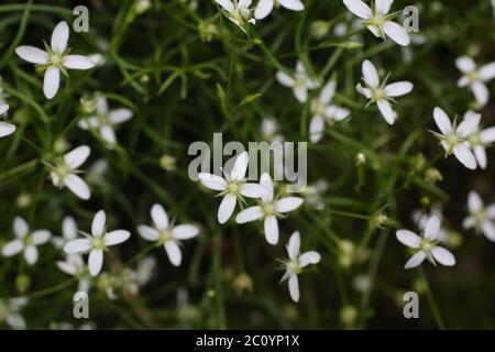 Moehringia muscosa, Mossy Sandwort. Wild plant shot in the spring. Stock Photo