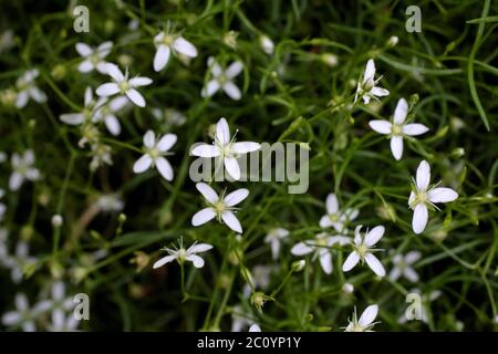 Moehringia muscosa, Mossy Sandwort. Wild plant shot in the spring. Stock Photo