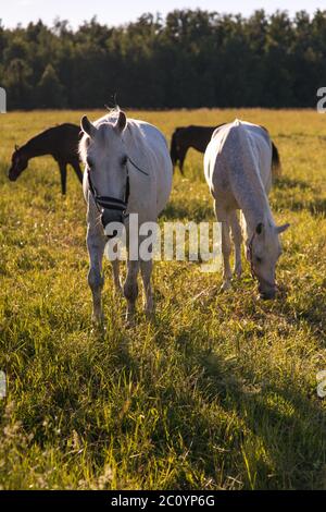 group of chestnut and white horses graze in a paddock Stock Photo - Alamy