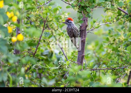 A local Kenyan birds in colorful colors sit on the branches of a tree Stock Photo