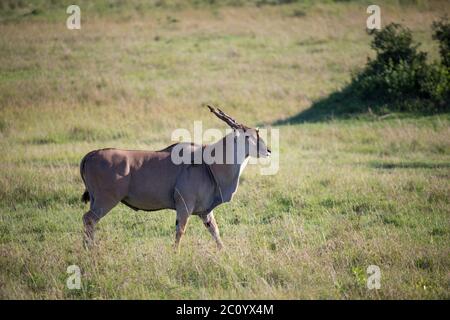 The Eland, the largest antelope, in a meadow in the Kenyan savanna Stock Photo