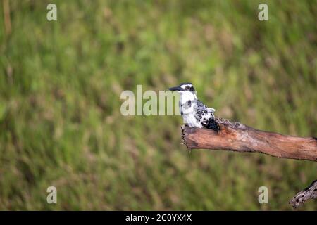 A local Kenyan birds in colorful colors sit on the branches of a tree Stock Photo