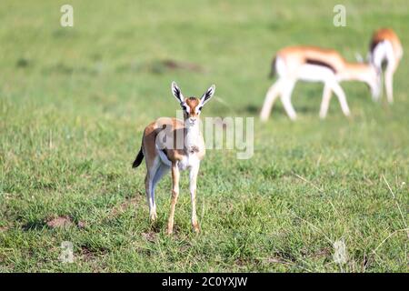 The Thomson gazelles in the middle of a grassy landscape in the Kenyan savanna Stock Photo