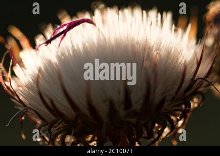Dandelion seeds blowing away in the wind Stock Photo