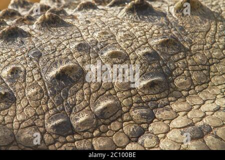 Detail of crocodile's skin Stock Photo