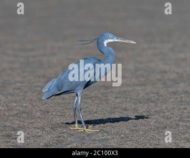 A western reef egret at a beach in India Stock Photo
