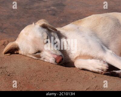 sleeping wild dog on the beach of Leghzira in morocco Stock Photo