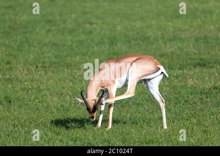 A Grant gazelles on a green pasture in a national park in Kenya Stock Photo