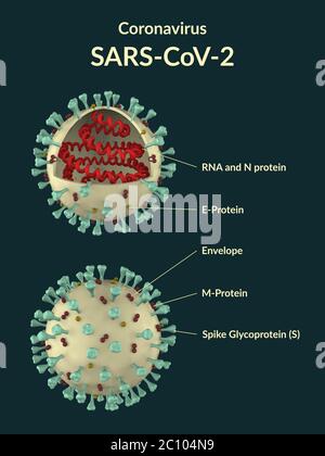 Cross-section model of SARS-CoV-2 coronavirus virus particles. 3D Render Stock Photo