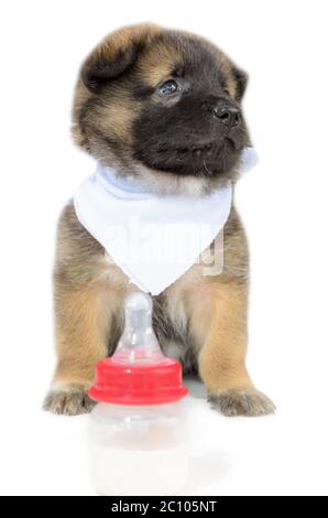 can you give puppies infant formula