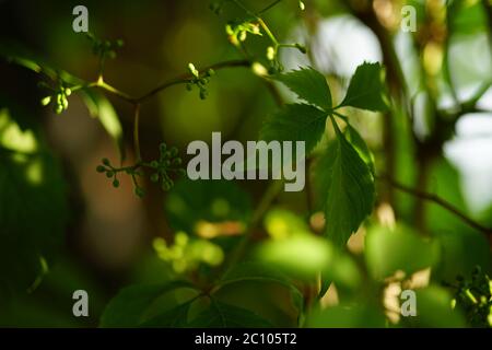 Young green leaves of wild grapes grow in the sunny summer garden in the shade. Stock Photo