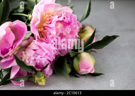 Bouquet of pink peonies. Beautiful summer flowers. Still life with place for text. Large buds of delicate color. Stock Photo