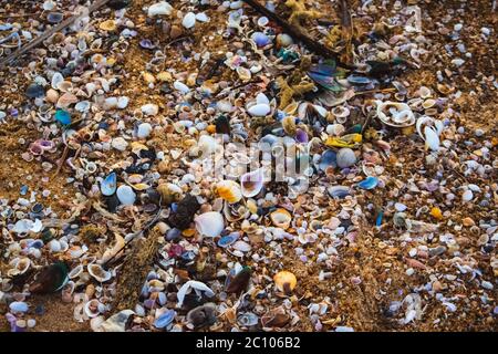 Small shells and garbage pollution on the beach near Chennai. View of beach covered with different sea shells. Selective focus. Many small shells clos Stock Photo