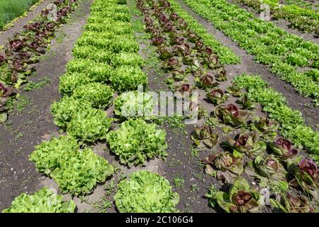 Vegetable garden with rows of different kinds of lettuce like endive and red leaf lettuce ready for harvest Stock Photo