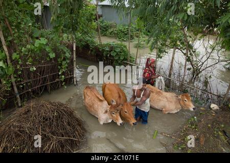 People taking care of their cattle in flood affected area Stock Photo ...