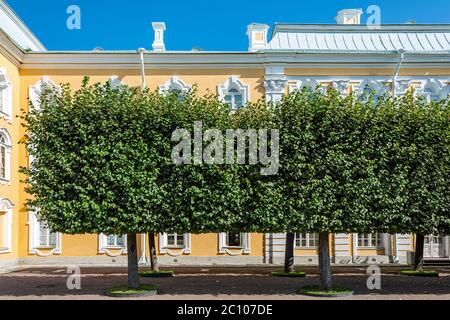 Peterhof, Avenue of clipped linden trees in front of the southern facade of the Grand Palace Stock Photo