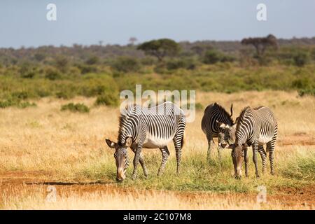 The zebra family is grazing in the savannah of Kenya in Samburu Stock Photo