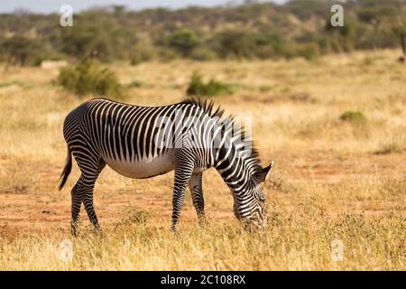 A Grevy zebras are grazing in the countryside of Samburu in Kenya Stock Photo