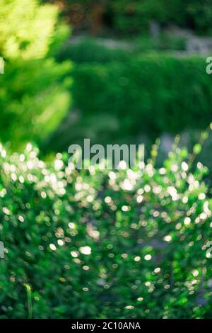 Natural green bokeh abstract background, ultra-green color. Stock Photo