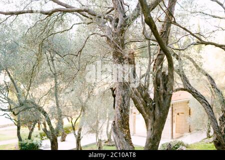 Black squirrel climbs on olive tree, in Milocer park, Montenegro Stock Photo