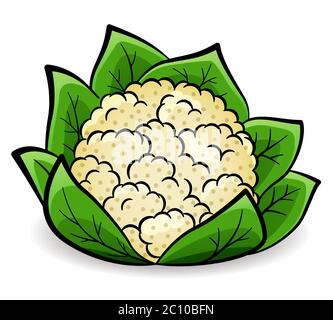 Vector illustration of cauliflower design drawing isolated Stock Vector