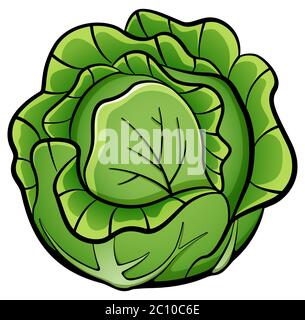 Vector illustration of cabbage design drawing isolated Stock Vector