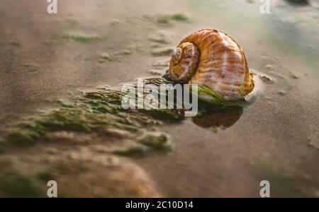 Big seashell on the sand on the beach with water sea grasses in the back-light of sunset, background, close up. Beautiful Sea shell on the beach.Selec Stock Photo