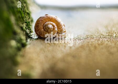 Big seashell on the sand on the beach with water sea grasses in the back-light of sunset, background, close up. Beautiful Sea shell on the beach.Selec Stock Photo
