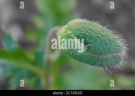 Close up of oriental poppy bud. Papaver orientale Stock Photo