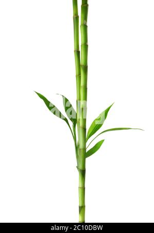 Two branches of Bamboo isolated on white background. Stock Photo