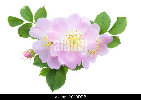 Light pink Roses with green leaves isolated on white. Rosa canina Stock Photo