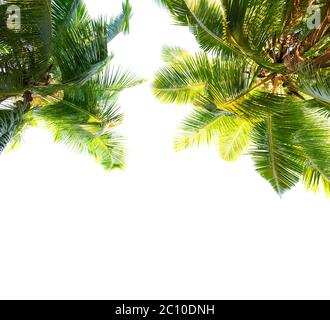 Two Coconut palm trees isolated on white background. Low Angle View. Stock Photo