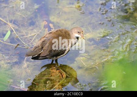 Vienna, Austria. Floridsdorfer water park in Vienna. Pygmy Cormorant (Microcarbo pygmeus). Stock Photo