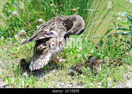 Vienna, Austria. Floridsdorfer water park in Vienna. Mallard (Anas platyrhynche) with chicks. Stock Photo