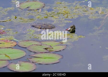 Vienna, Austria. Floridsdorfer water park in Vienna. Red-cheeked jewelry turtle  ( Trachemys scripta elegans ). Stock Photo