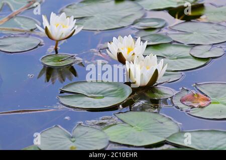 Vienna, Austria. Floridsdorfer water park in Vienna. White water lily (Nymphaea alba). Stock Photo