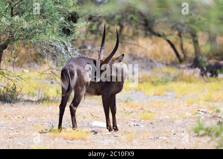 An antelope in the middle of the savannah of Kenya Stock Photo