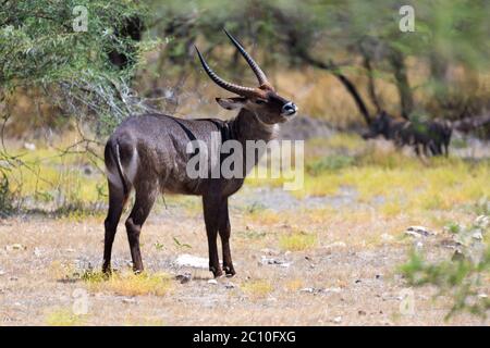 An antelope in the middle of the savannah of Kenya Stock Photo