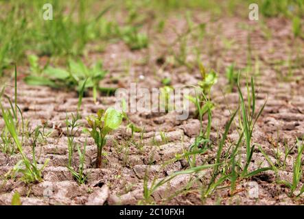 Wheel tracks in the mud, detail footprints car. Stock Photo