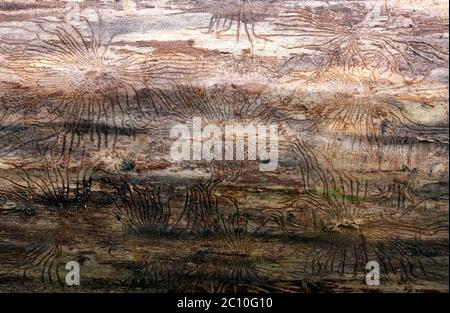Traces of beetles under the bark on a spruce tree Stock Photo