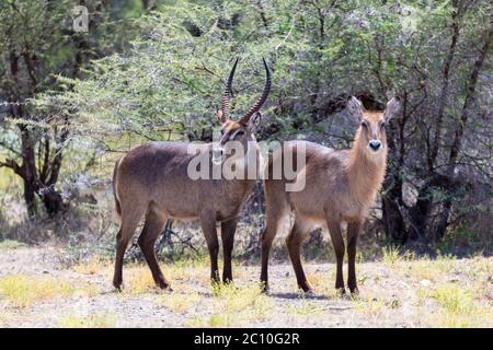 An antelope in the middle of the savannah of Kenya Stock Photo