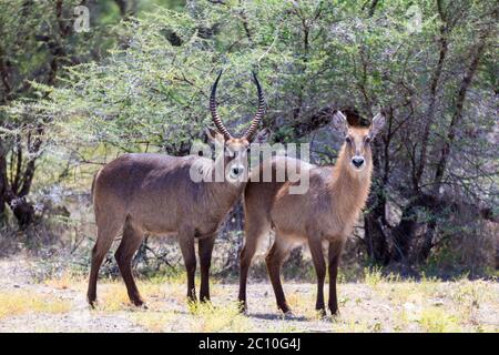 An antelope in the middle of the savannah of Kenya Stock Photo