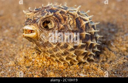 Dead Puffer Fish Washed up on Beach. Long-spine porcupinefish also know as spiny balloonfish - Diodon holocanthus on beach sand. Stock Photo
