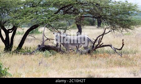 A grevy zebra standing under the tree in the Samburu National park Stock Photo