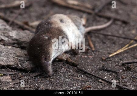 Sleep Eurasian Pygmy Shrew Soricidae Stock Photo