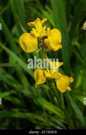 flowering of Iris pseudacorus in Montenero peat bog. Montenero Valcocchiara, Molise region, Italy, Erurope Stock Photo