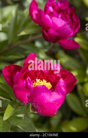 Pink Peonies on green background. Stock Photo