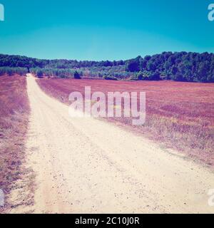 Dirt Road between Olive Groves in Tuscany Stock Photo