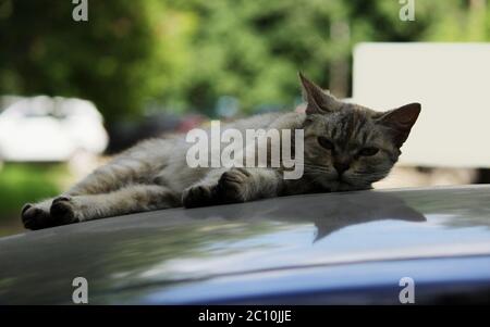 gray stray cat lying in the shade on the roof of the car Stock Photo