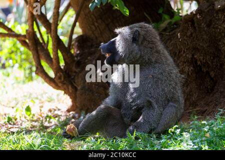 One baboon has found a fruit and eats it Stock Photo
